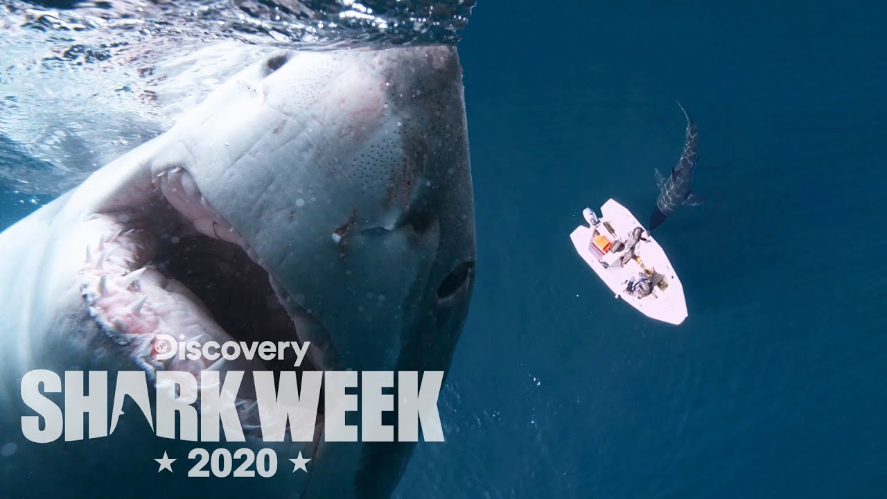 Huge Shark Smacks a Tiny Boat! | Shark Week