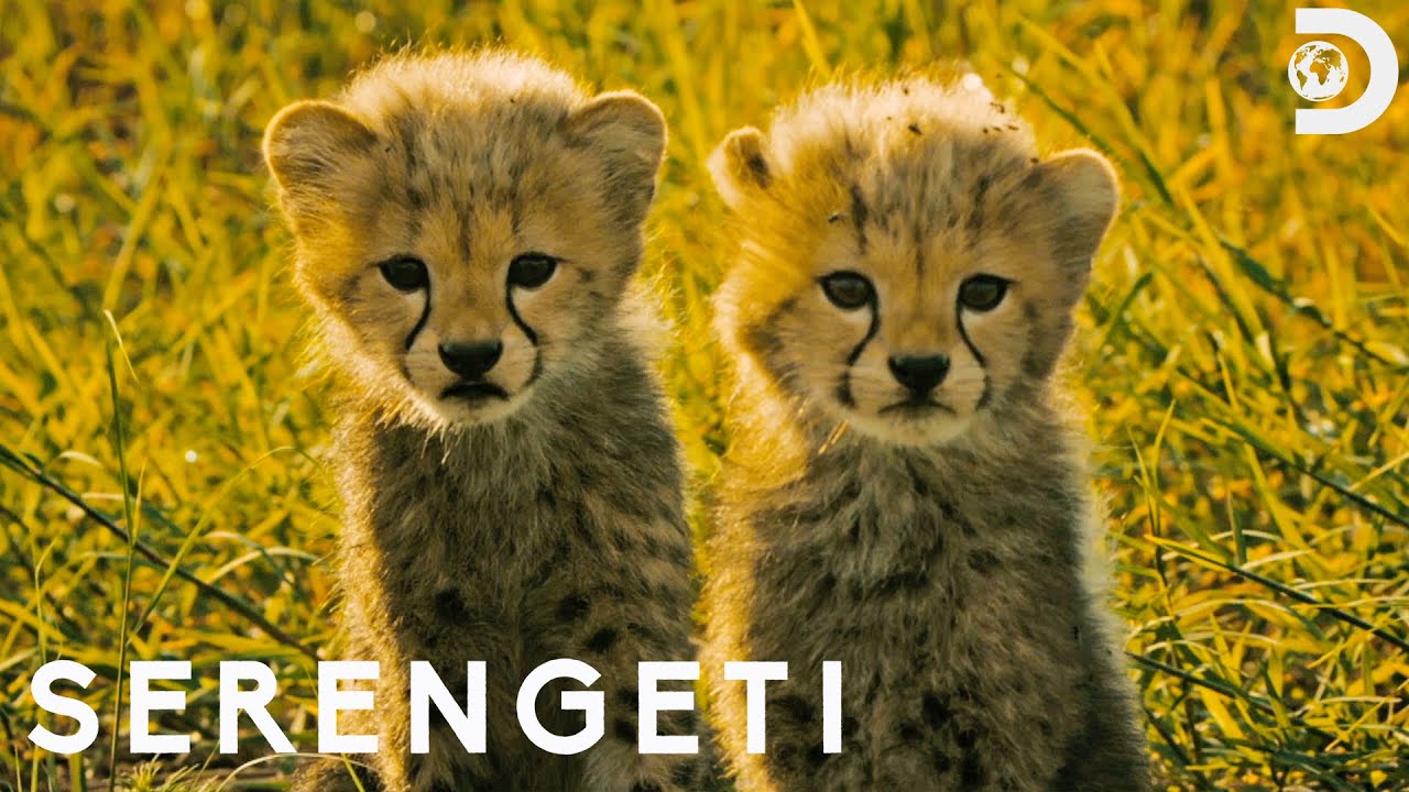Baby Cheetahs Face Predators | Serengeti