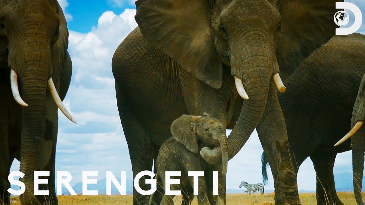 Elephant Herd Protects Their Baby from Lions  | Serengeti